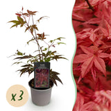 Green boutiQ - Tuinplant - Acer palmatum Atropurpureum - Paars - 3 Planten - Blad verliezend - Weinig Onderhoud - Pot 12cm Hoogte 35cm