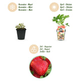 Green boutiQ - Fruitplanten - Aardbei - Fragaria Maxim - Winterhard - 3 Planten - Pot 9 cm - Rode Aardbei