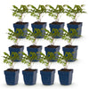 Green boutiQ - Vasteplant - Astilbe (A) Fanal - Pluimspirea - Schaduw - Rood - 12 Planten - Pot 11cm - Hoogte 15-25cm