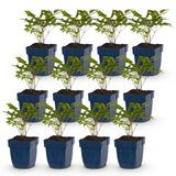 Green boutiQ - Vasteplant - Astilbe (A) Fanal - Pluimspirea - Schaduw - Rood - 12 Planten - Pot 11cm - Hoogte 15-25cm