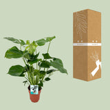 Monstera Deliciosa- Ø19cm - ↕60cm