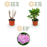 Green boutiQ - Tuinplant - Hydrangea macrophylla Roze - Hortensia - Winterhard - Roze - 3 Planten - Pot 12cm - Hoogte Hoogte 20-30cm