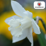 Narcisbollen Snow Baby — witte mininarcis, 20 stuks
