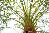 Phoenix Roebelenii op stam - 190cm - 190cm