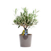 Olea Olijf - Ø16cm - ↕40cm