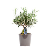 Olea Olijf - Ø16cm - ↕40cm