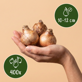 400x Narcissus Tete- A -Tete - Dwergnarscis Tête-à-Tête - Geel - Voorjaarsbloeier - Bolmaat 10/12