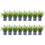 Green boutiQ - Buxus Haag - BetterBuxus Babylon Beauty - Resistant tegen de Buxus schimmel - 16 planten - 2 strekkende meter - pot 9cm hoogte 20-25