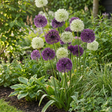 30x Allium Purple - White Mix - Sierui paars-wit mengsel - Paars en Wit - Zomerbloeier - Bolmaat 10/12