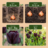 70x Tulipa Black - Zwarte tulp - Zwart - Voorjaarsbloeier - Bolmaat 10/11