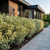 Green boutiQ - 16x Euonymus japonicus White Spire - Kardinaalsmuts - Haagplanten - Groenblijvend - Wit - Groen - Pot 9cm - Hoogte 20-30cm