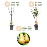 Green boutiQ - Fruitboom - Pyrus communis Conference - Perenboom - Winterhard - Groene Peer - 1 Plant - Pot 21cm - Hoogte 90cm