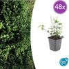 48x Euonymus fort. 'Coloratus' - ↕10-25cm - Ø9cm