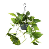 Epipremnum Aureum- Ø15cm - ↕25cm