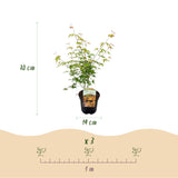 Green boutiQ - Terrasplant - Japanse Esdoorn - Acer palmatum Katsura - Oranje - 2 Planten - Bladverliezend - Pot 19cm Hoogte 70cm