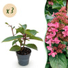 Green boutiQ - Tuinplant - Hydrangea panniculata Living Infinity - Pluimhortensia - Winterhard - Wit - 3 Planten - Pot 12cm - Hoogte Hoogte 20-30cm