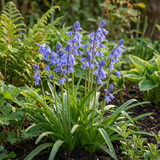 40x Hyacinthoides non Scripta - Wilde hyacint - Blauw - Verwilderingsbol - Bolmaat 7/8