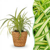 Green boutiQ - Kamerplant - Chlorophytum comosum Variegatum - Bonte Graslelie - Huisdiervriendelijke Plant - Groen - 1 Plant - met Mand - Pot 12cm - Hoogte 20cm