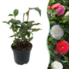 Green boutiQ - Heesters - Camelia japonica Tricolour - Bloem Roze, Wit en Rood - 1 Plant - Groenblijvend - Pot 15cm Hoogte 30cm