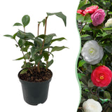 Green boutiQ - Heesters - Camelia japonica Tricolour - Bloem Roze, Wit en Rood - 1 Plant - Groenblijvend - Pot 15cm Hoogte 30cm