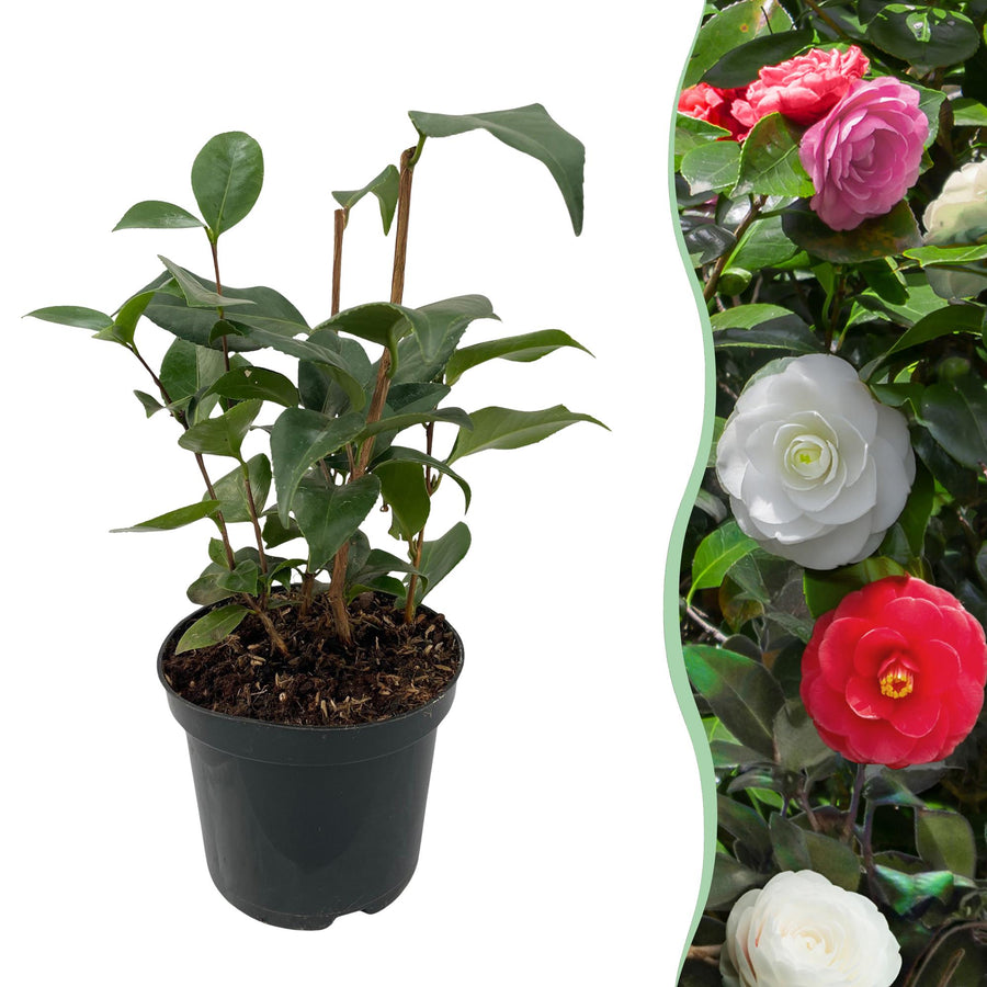 Camelia japonica Tricolour – 30 cm hoog
