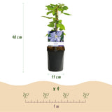 Green boutiQ - Klimplant - Clematis Blue Angel - Bloem Licht Blauw - Weinig onderhoud -2 planten -Pot 11cm Hoogte 40cm