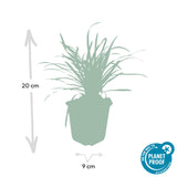 60x Liriope muscari 'Big Blue' - ↕10-25cm - Ø9cm