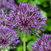 Sieruibollen Purple Rain — paarse sierui, 320 stuks (maat 10/12)