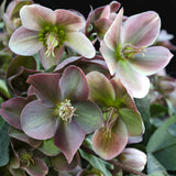 Green boutiQ - Tuinplant - Lenten Rose -Helleborus Angels Glow - Roze Bloem - Groenblijvend - Pot 19cm Hoogte 50cm