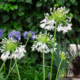 Agapanthus 'Fireworks'23cm