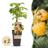 Green boutiQ - Fruitplant - Rubus idaeus Fallgold - Frambozenplant - Winterhard - Gele Framboos - 2 Planten - Pot 15cm - Hoogte 50cm