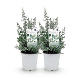 Green boutiQ - Terrasplant - Eucalyptus boom - Eucalyptus gunni- Grijs - 2 Planten - Winterhard - Pot 17cm Hoogte 40cm