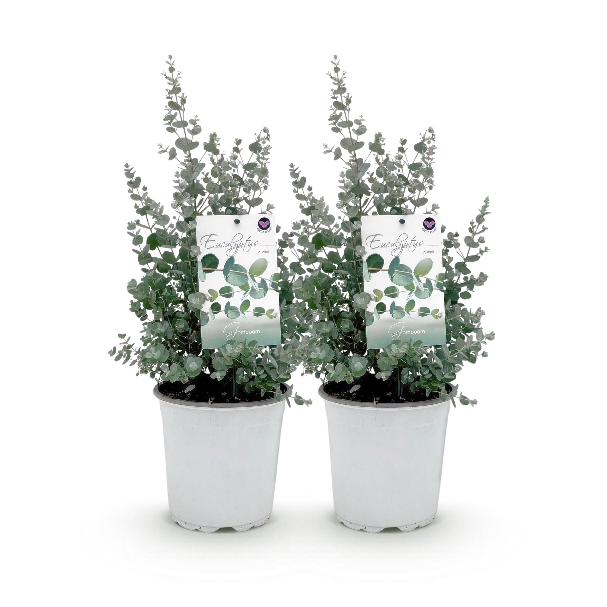 Green boutiQ - Terrasplant - Eucalyptus boom - Eucalyptus gunni- Grijs - 2 Planten - Winterhard - Pot 17cm Hoogte 40cm