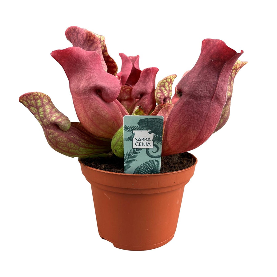 Sarracenia Maroon (foto 5)
