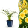 Green boutiQ - Vasteplant - Hemerocallis Stella d'Oro - Daglelie - Bijen en Vlinderlokkers - Geel - 1 Plant - Pot 11cm - Hoogte 15-25cm