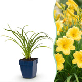 Green boutiQ - Vasteplant - Hemerocallis Stella d'Oro - Daglelie - Bijen en Vlinderlokkers - Geel - 1 Plant - Pot 11cm - Hoogte 15-25cm
