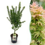 Green boutiQ - Tuinplant - Acer palmatum Koto Hime - Japanse Esdoorn - Bladverliezend - Groen - 1 - Pot 26cm - Hoogte 90cm
