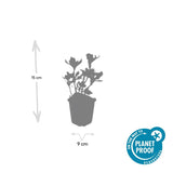 48x Pachysandra term. 'Variegata' - ↕10-25cm - Ø9cm