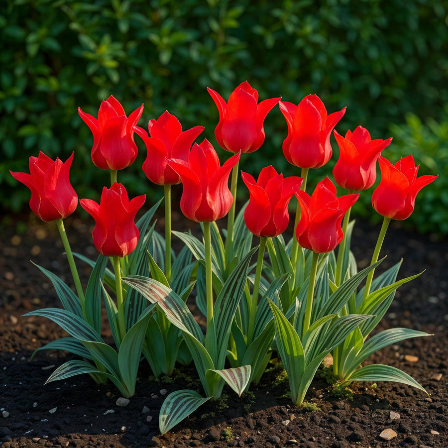 Tulpenbollen Greigii Red — rood, 15 stuks (bolmaat 11/12)