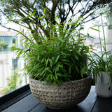 Green boutiQ - Bamboe - Fargesia rufa - Groen - 4 Planten - Bladhoudend - Niet Woekerend- Pot 17cm Hoogte 60cm