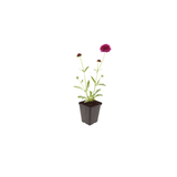 12x Knautia macedonica - ↕10-25cm - Ø9cm