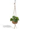 Kokodama Pilea Peperomiodes - Ø15cm - ↕20cm