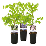 Green boutiQ - Blauwe regen - Wisteria floribunda Tricolour - Bloemen Blauw Roze Wit- 3 planten - Pot 11cm Hoogte 40cm