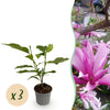 Green boutiQ - Tuinplant - Magnolia Susan - Bloem Paars - 3 Planten - Bladverliezend - Weinig Onderhoud - Pot 12cm Hoogte 30cm
