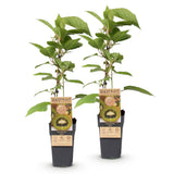 Green boutiQ - Fruitplant - Actinidia deliciosa Jenny - Kiwiplant - Zelfbestuivend - Groene Vrucht - 2 Planten - Pot 15cm - Hoogte 50cm