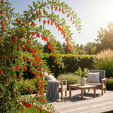 Green boutiQ - Fruitplanten - Goijbes - Lycium Barbarum - Winterhard - 6 Planten - Pot 9 cm - Oranje - Rode Vrucht