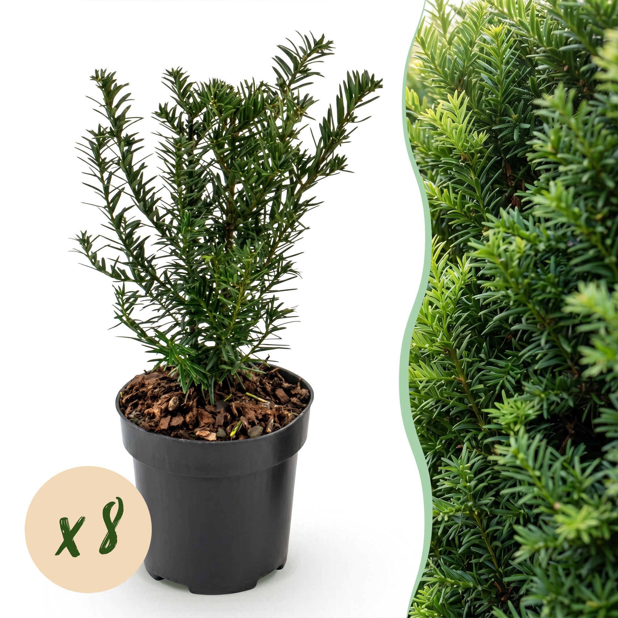 Green boutiQ - 8x Taxus baccata - Venijnboom - Haagplanten - Groenblijvend - Groen - Pot 9cm - Hoogte 20-30cm