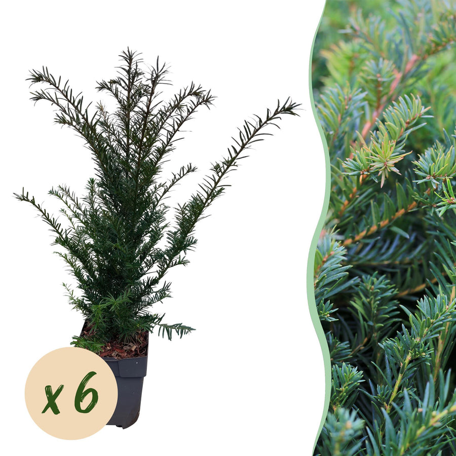 Taxus (Taxus baccata) – 6 planten · 60 cm bij levering · voor 1 strekkende meter