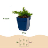 Green boutiQ - Vasteplant - Phlox Maischnee - Vlambloem - Bodembedekkend - Wit - 6 Plant - Pot 11cm - Hoogte 15-25cm
