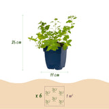 Green boutiQ - Vasteplant - Nepeta faassenii 'Six Hills Giant' - Kattenkruid - Bijen- en vlinderlokkers - Paars - 24 Planten - Pot 11cm - Hoogte 15-25cm
